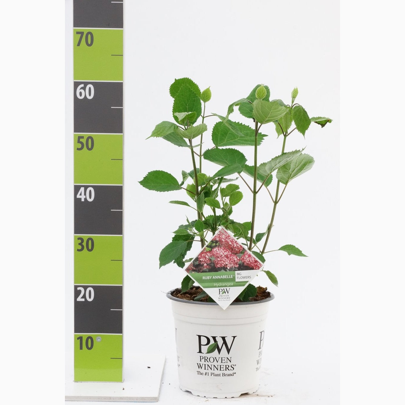 Hortensia – Hydrangea arborescens - C4,6 40-60 CM